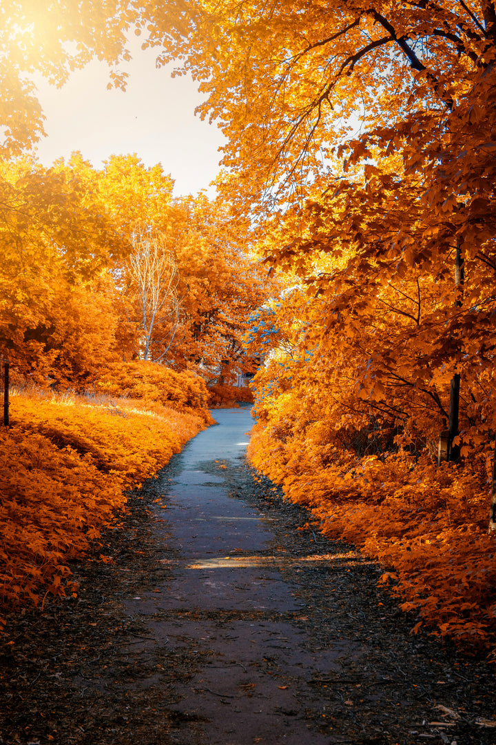 Fall Picks